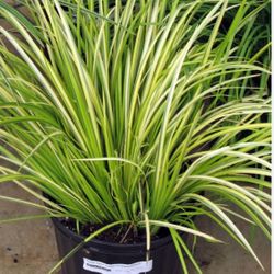 Variegated “Sweet Flag” Evergreen Grass