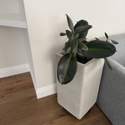 Stone Planter  Used In doors 