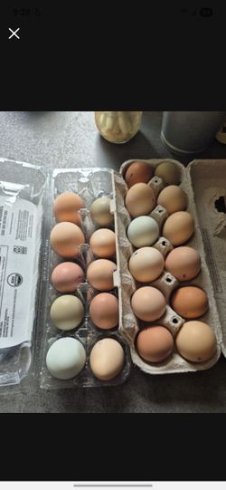 Fresh Eggs For Sale