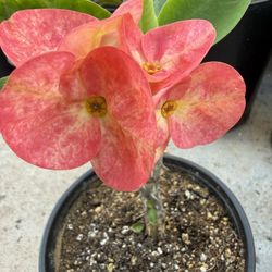 Corona De Cristo, Baby Sexy