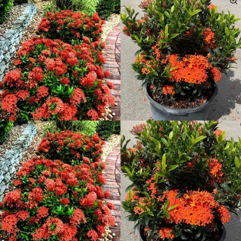 Ixora Red In Bloom In 3gal Plantas De Cruz De Malta