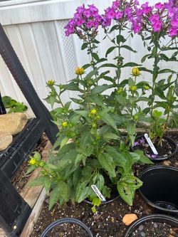 Black Eyed Susan
