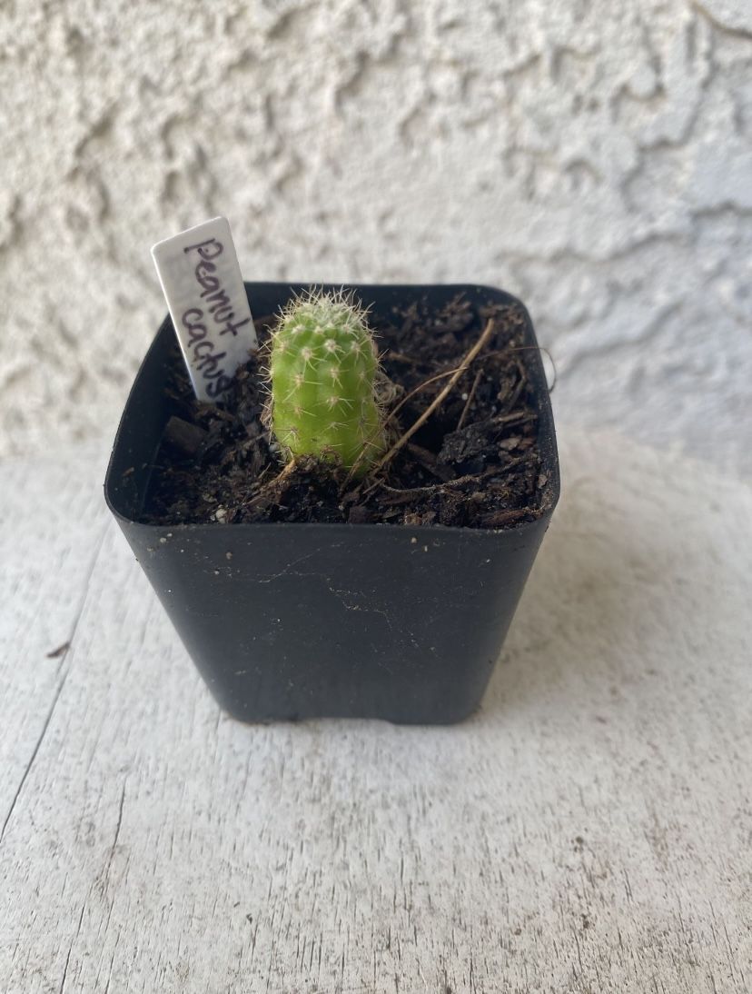 2 Inch Pot Cactus - Echinopsis Chamaecereus - Peanut Cactus- Rooted & Established - Drought Resistant- 🪴Baby Bridal Shower Favors 