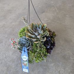 Plant