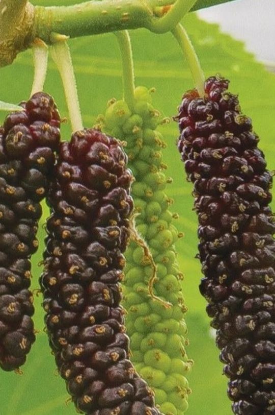 Mulberry Tree