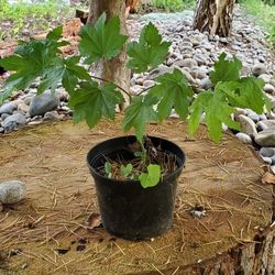 Maple Plant