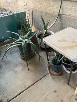 Fresh healthy Potted Aloe Vera Plants prices range from $5 to $20