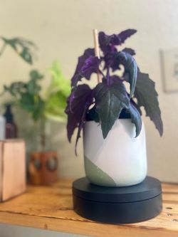 Indoor plant purple passion plant