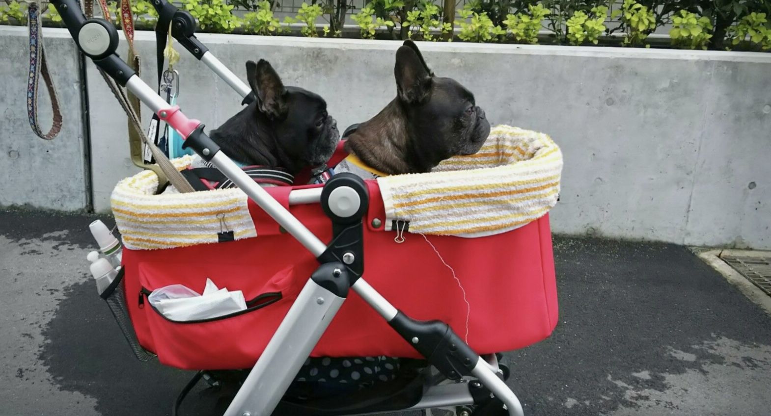 Dog Stroller