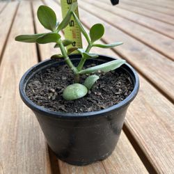 7” Good Luck Jade Plant