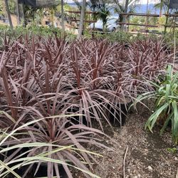 Cordyline Red Star