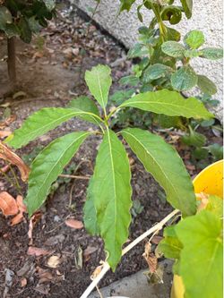 Avocado Trees