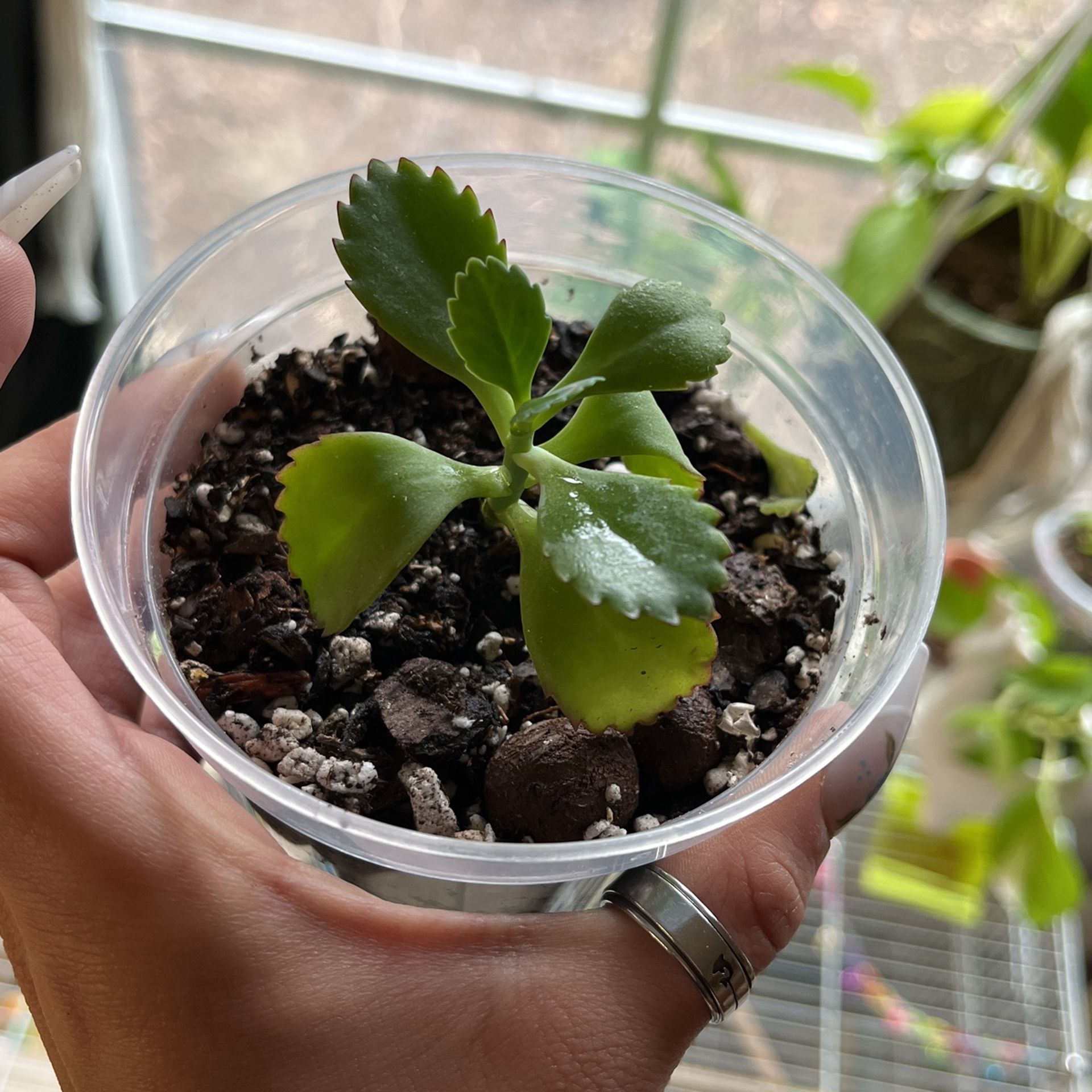 SUCCULENT ****