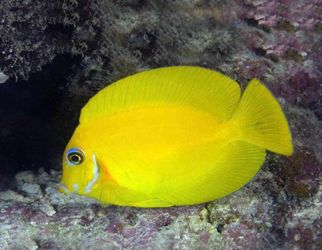 Fake lemon peel tang