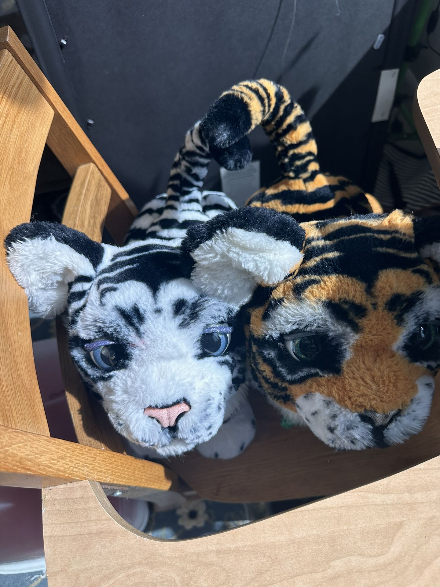 Alive Tigers