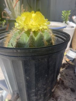 Blooming Cactus