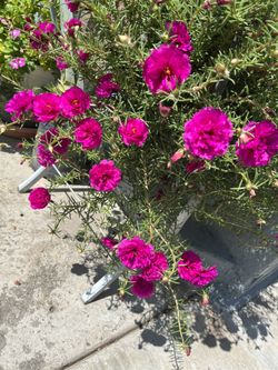 Hermosas Plantas, Siempre Florean Así de  Bonitas Cinco Dólares Bote De Galón 