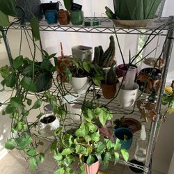 Chrome stand With plants 