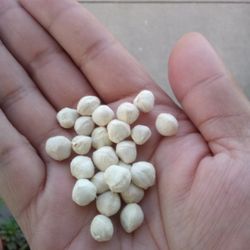Moringa Seeds (60 ct)