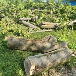 Free Hard Wood For Free . All Cut Up