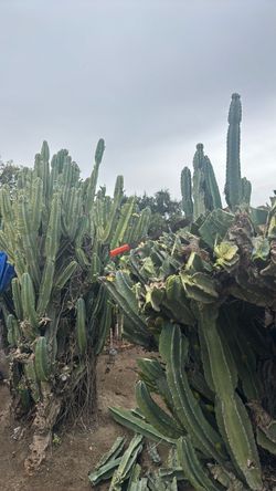Planta de pitalla