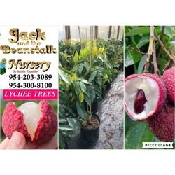 Sweetheart Lychee Airlayered Trees 3gal 