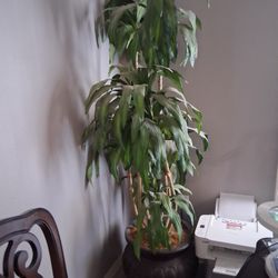Large Indoor Plant