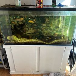 80 Gallon Fish 