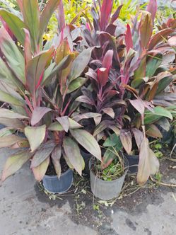 Red sister plants 3gl $8