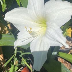 Amaryllis Blanco