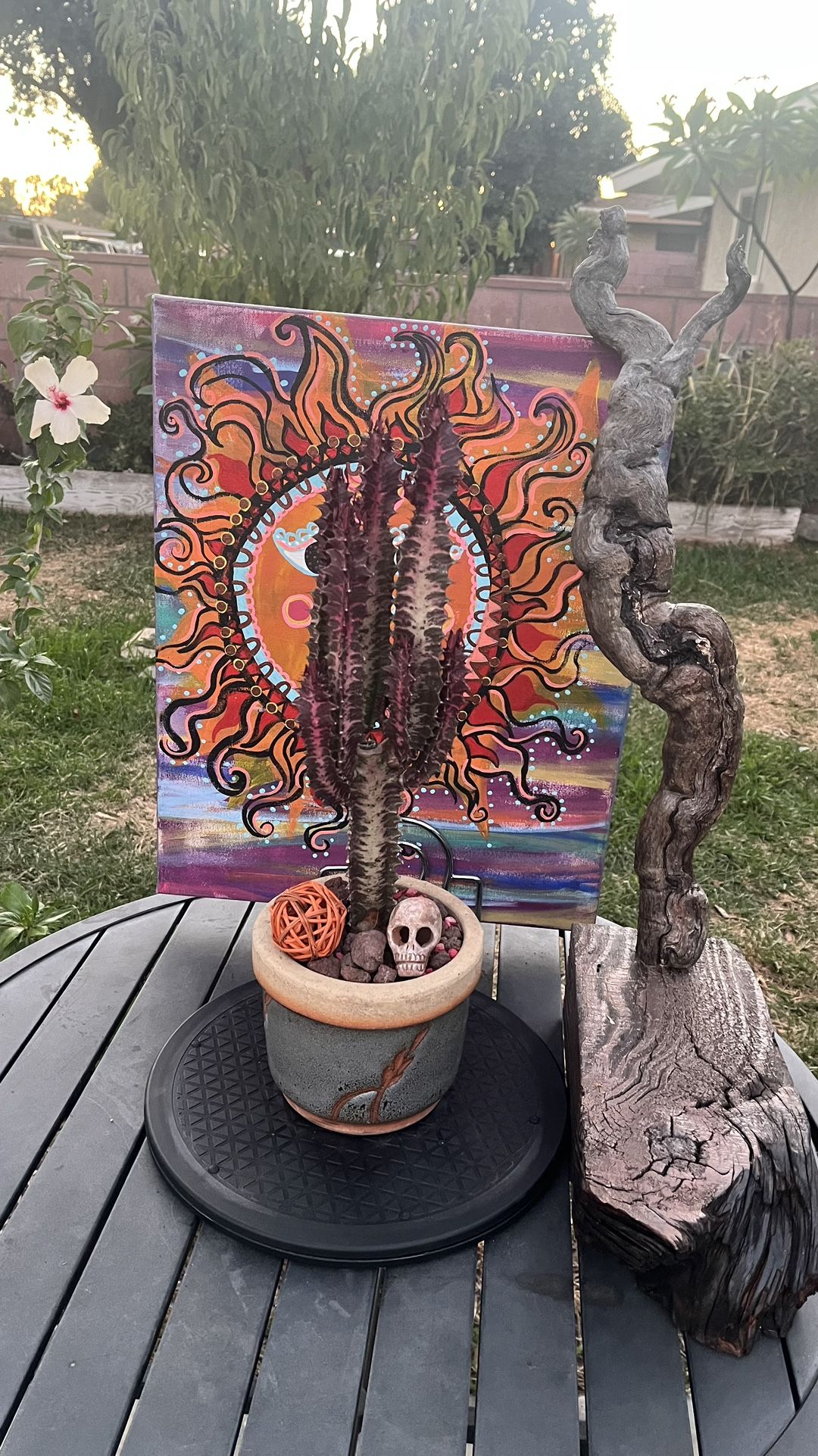 Very Healthy Euphorbia Trigona Plant In Beautiful Vase 