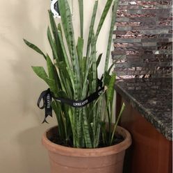 “Snake” Plant with Large Planter 