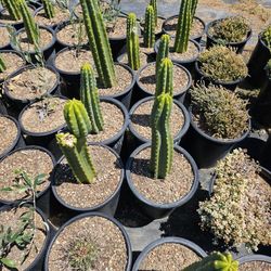 San Pedro Cactus 