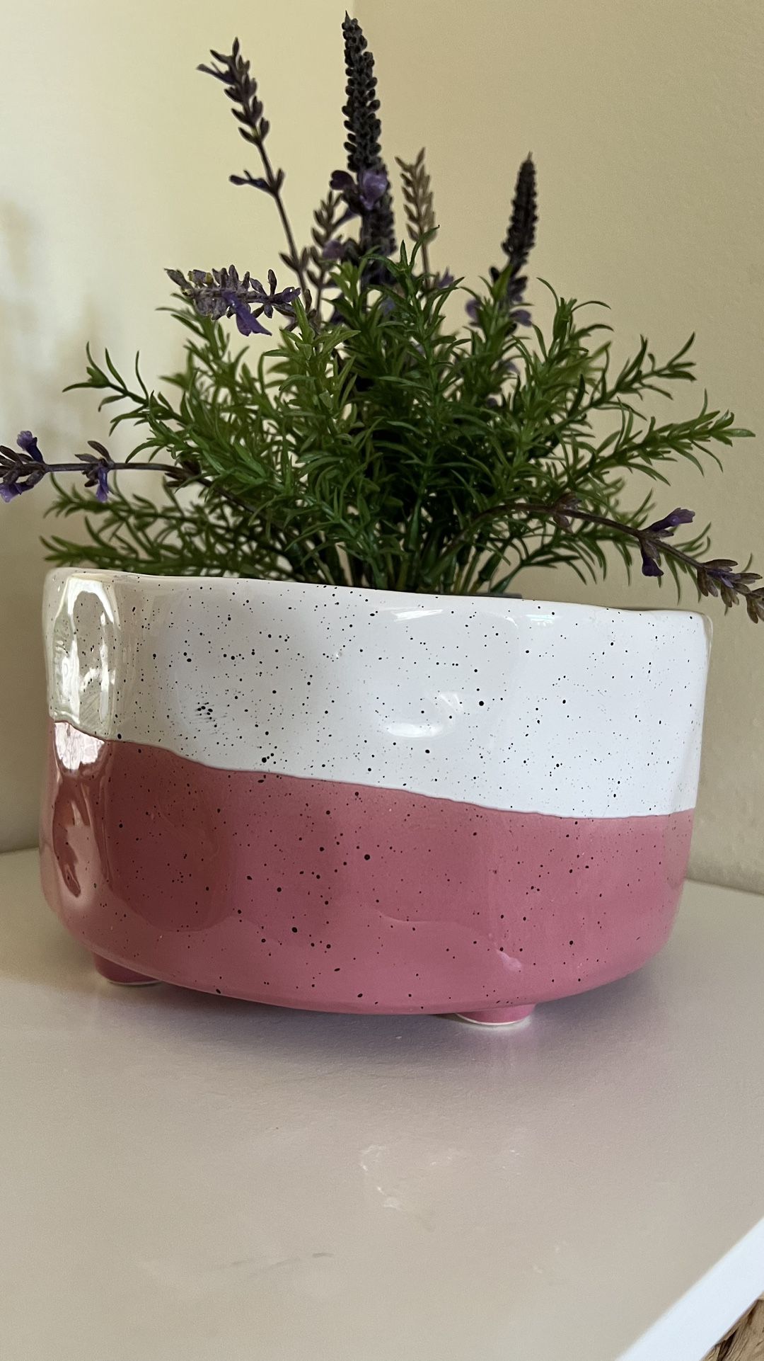 Plant Pot