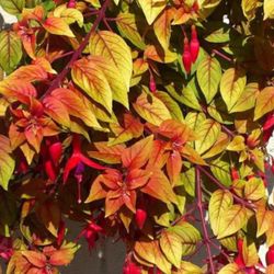 Upright Autumnale Fuchsia Has Variegated Foliage. See All Pics.