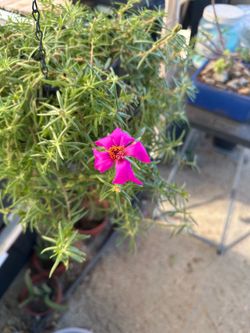 Amor de un rato, flor grande