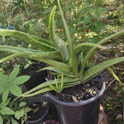 Aloe Vera Plant Healthy
