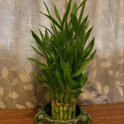 Bamboo Plants, Pick Up Only