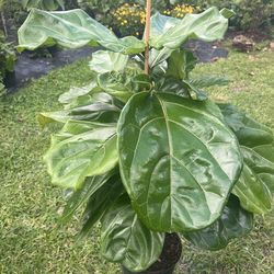 FIDDLE LEAF FIG (Trendy House Plant Air Purifying ) 3 Gallon Pot