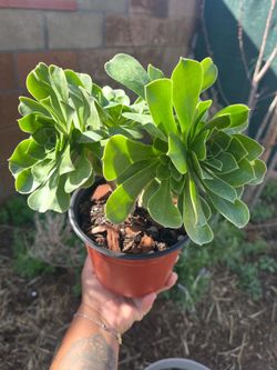 Aeonium Plant