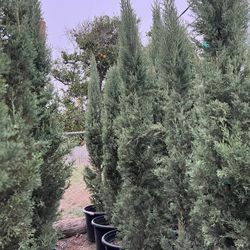 25 Gallon Italian Cypress Privacy