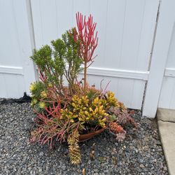 Large Succulent Terra Coots Pot W/ Succulents