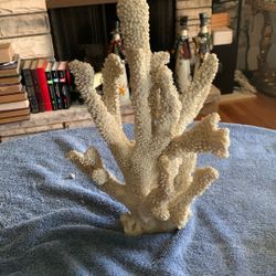 Coral nice piece don’t miss