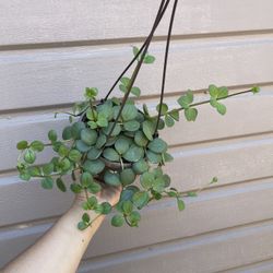 6” peperomia hope