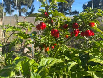 Fruiting $10 Pepper Specials
