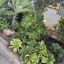 Plant/Succulent Clippings  (Priced by Size)