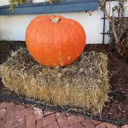 FREE - GIANT Pumpkin & Hay Bale