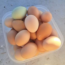 Farm Fresh Eggs/ Huevos De Rancho 