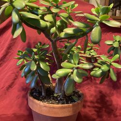 JADE PLANTS