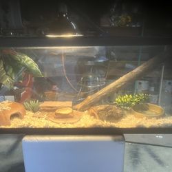 NICE! 55 Gallon Snake/Reptile Terrarium Complete 